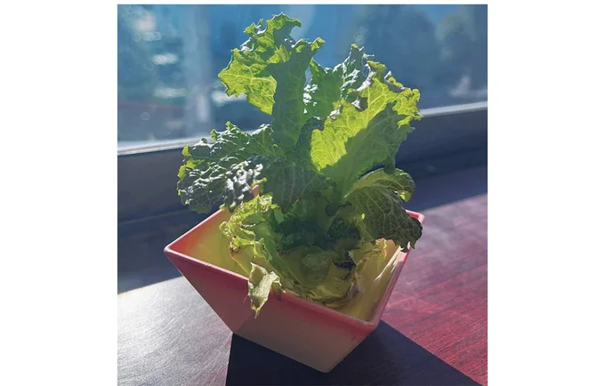 2週間後にはこんなにフリフリの葉っぱが!