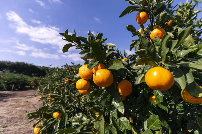 済州島のみかん