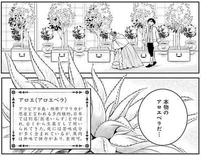 本物のアロエベラだ