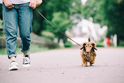 【写真を見る】犬の散歩代行もお金になる