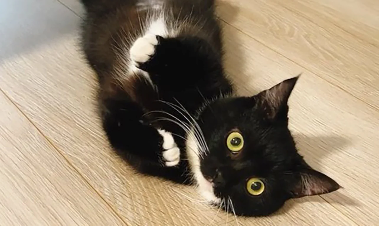 かわいい？ホラー？5.8万人がいいねした猫ちゃんのパトロールに