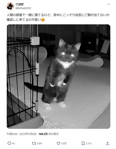 暗闇の中、こっそりご飯を確認するこはぜちゃん！▶次はあたかもホラーな姿？（⇒次へ）