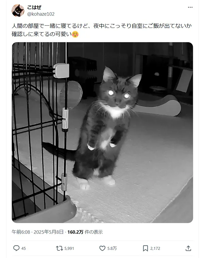 暗闇の中、こっそりご飯を確認するこはぜちゃん！▶次はあたかもホラーな姿？（⇒次へ）