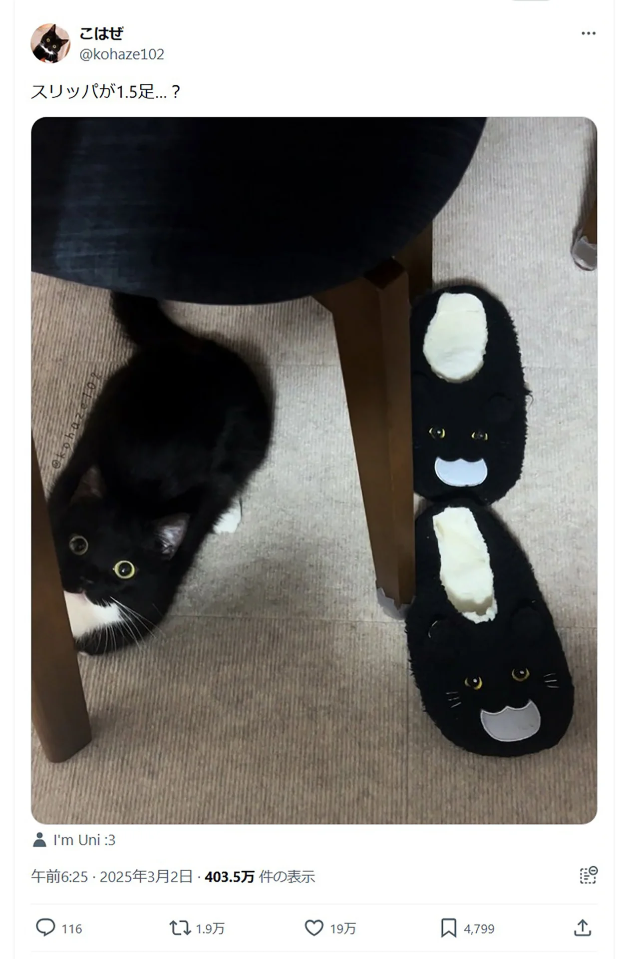 かわいい？ホラー？5.8万人がいいねした猫ちゃんのパトロールに