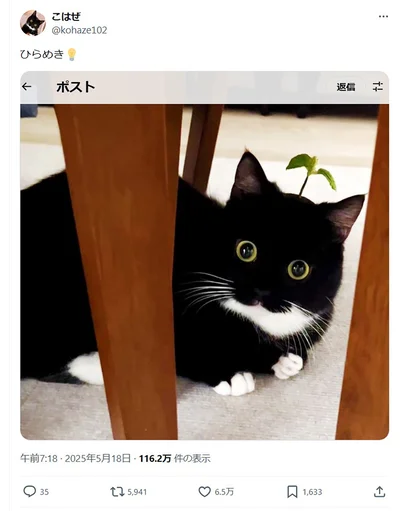 ひらめくこはぜちゃん▶次は猫じゃないような姿を見せてくれたこはぜちゃん（⇒次へ）