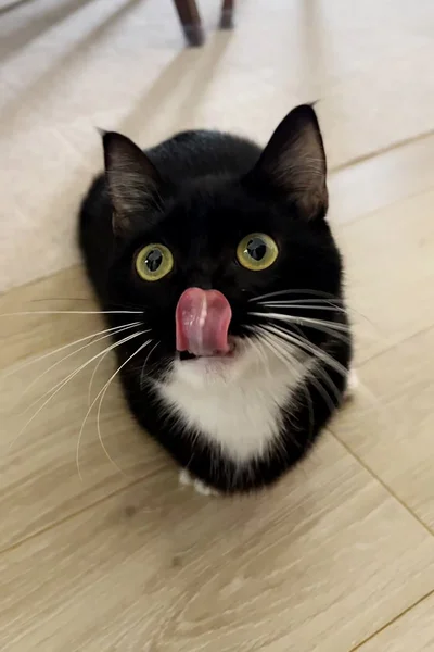 猫じゃない…？（⇒次画像から黒猫との生活を描いた『黒猫ろんと暮らしたら6』が読めます）