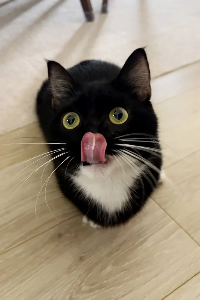 猫じゃない…？（⇒次画像から黒猫との生活を描いた『黒猫ろんと暮らしたら6』が読めます）