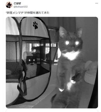 仲間を連れてきた！▶次は昼間のこはぜちゃん（⇒次へ）