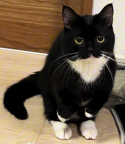 お目目きゅるきゅる！▶次はペットカメラに写っていた「おじさん」…？（⇒次へ）