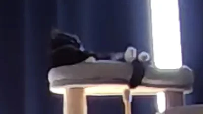 おっさんみたい？▶次はおっさんみたいなこはぜちゃんパート2（⇒次へ）