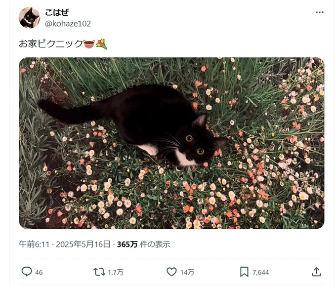 絵画のようなこはぜちゃん▶次はまんまるお目目のこはぜちゃん（⇒次へ）