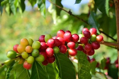 コーヒーの木から赤く熟した実を一つひとつ手作業で収穫