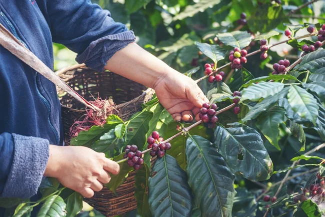 コーヒーは、赤道近くの「コーヒーベルト」と呼ばれる限られた地域でしか育たない繊細な植物