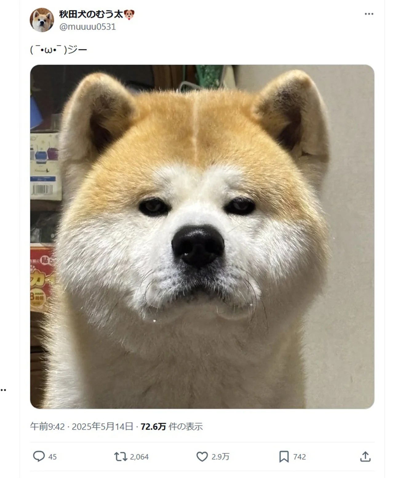 にらめっこしたら最強説！モフモフ秋田犬の絶妙な表情に2.9万いいね