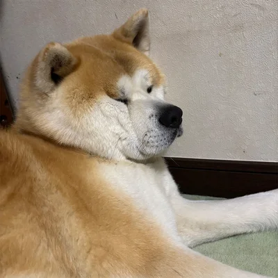 壁が近すぎるのでは？▶︎次は目線をくれるむう太くん（⇒次へ）