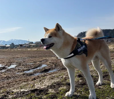 味わい深い表情を見せてくれた秋田犬が話題に！