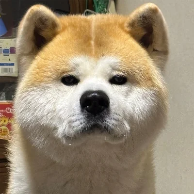 実はおやつを前に「待て」の状況でした▶︎次はなぜそうなった⁉︎とつっこみたくなるむう太くん4連写（⇒次へ）