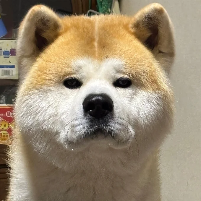 実はおやつを前に「待て」の状況でした▶︎次はなぜそうなった⁉︎とつっこみたくなるむう太くん4連写（⇒次へ）