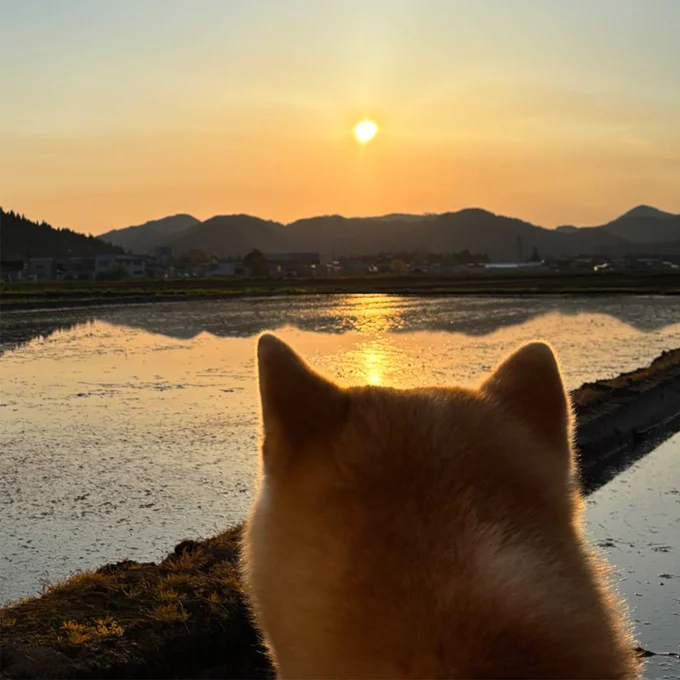 後ろ姿も絵になる！（⇒次画像から最高にマイペースな柴犬との生活を描いた『柴犬ぽんちゃん、今日もわが道を行く』が読めます）