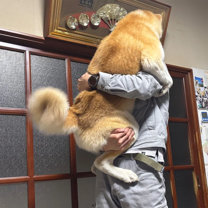 しっぽブンブン！▶︎次はチーズが欲しいむう太くん（⇒次へ）
