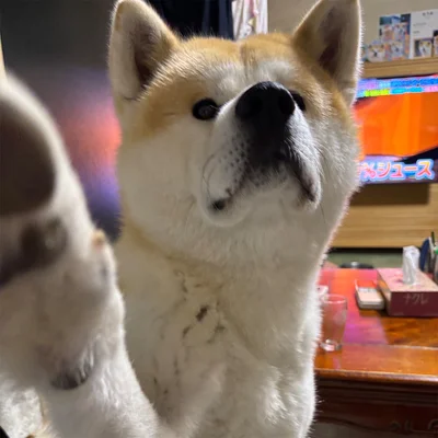 チーズください！▶︎次は夕日を見つめるむう太くん（⇒次へ）