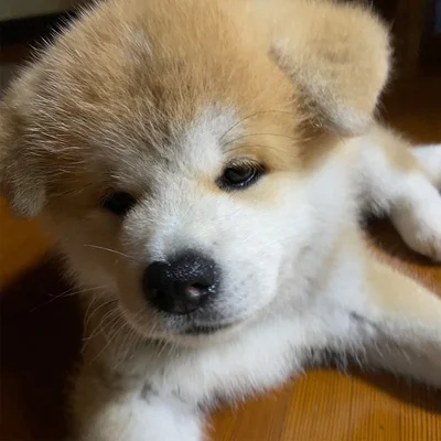 小さい頃のむう太くん、まるで天使！▶︎こんなに大きくなりました！家族に抱っこ♪（⇒次へ）