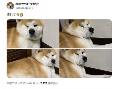 「潰れてる」▶︎次は悶絶級のかわいさ！子犬のむう太くん（⇒次へ）