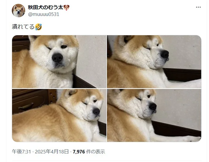 「潰れてる」▶︎次は悶絶級のかわいさ！子犬のむう太くん（⇒次へ）