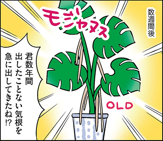 新旧のモンステラを並べて栽培。謎の成長を遂げた理由とは