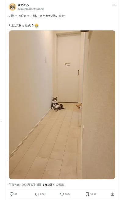 何事かと見に行ったら……！▶ネコちゃんたち、どうした！？（⇒次へ）