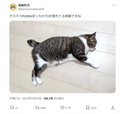 「ぽっちゃりPUMA」が誕生！▶枕でリラックスする様子も（⇒次へ）