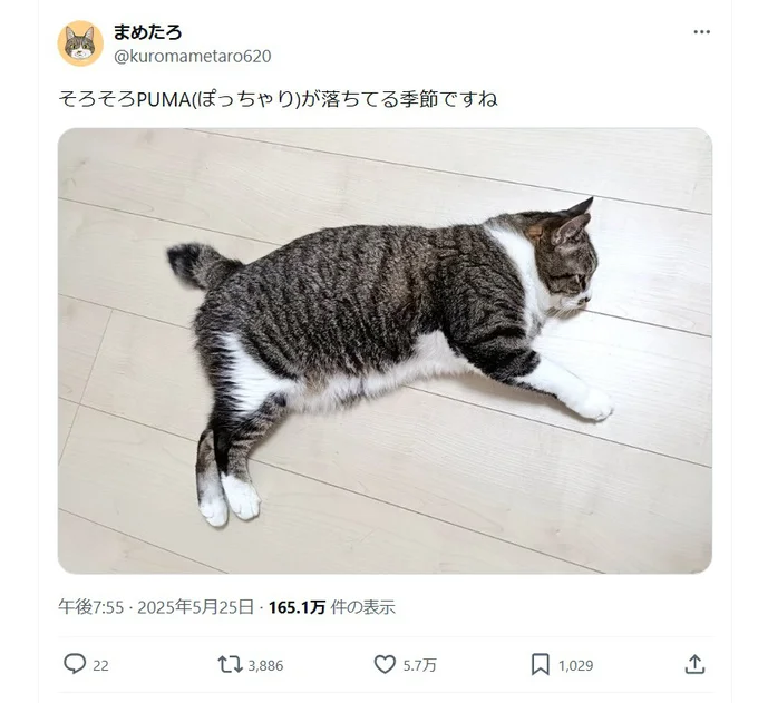 「ぽっちゃりPUMA」が誕生！▶枕でリラックスする様子も（⇒次へ）