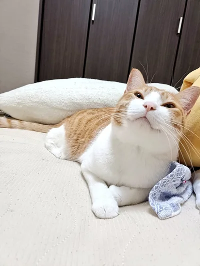 ほほえみ王子！むふー！と満足気な顔をしていてとっても可愛いですね！（⇒次画像から保護猫との生活を描いた『うちの猫がまた変なことしてる。7』が読めます）