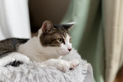 愛猫の叫び声…！飼い主が見た光景が話題に