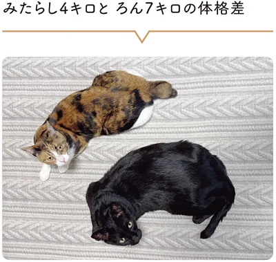 『黒猫ろんと暮らしたら7』より