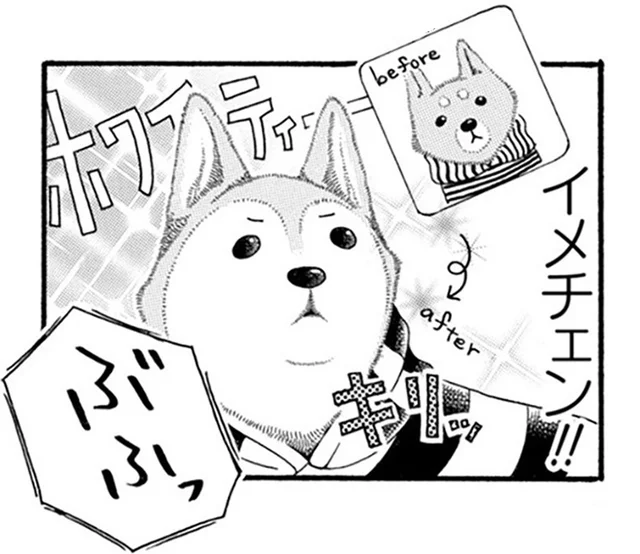 柴犬も白髪になるの!? 愛犬が17歳になって知った新事実／96歳の柴犬ハチさんは、今日もお散歩しています。（3）