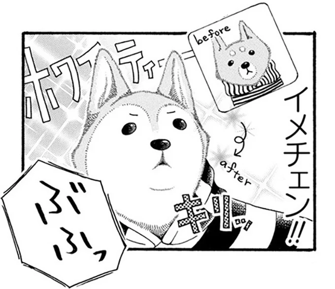 柴犬も白髪になるの!? 愛犬が17歳になって知った新事実