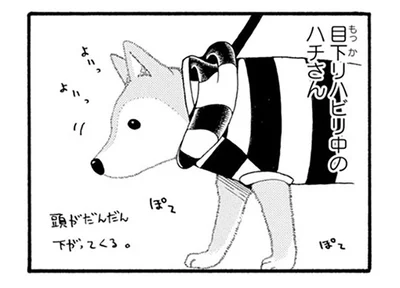 老犬の介護は知らないことだらけ！ 試行錯誤しながらリハビリに励む毎日