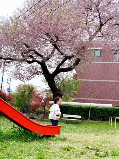  まるで小さな冒険者！満開の桜の下で滑り台を満喫する息子くん▶可愛すぎる！「隠れてるつもりショット」2連発（⇒次へ）