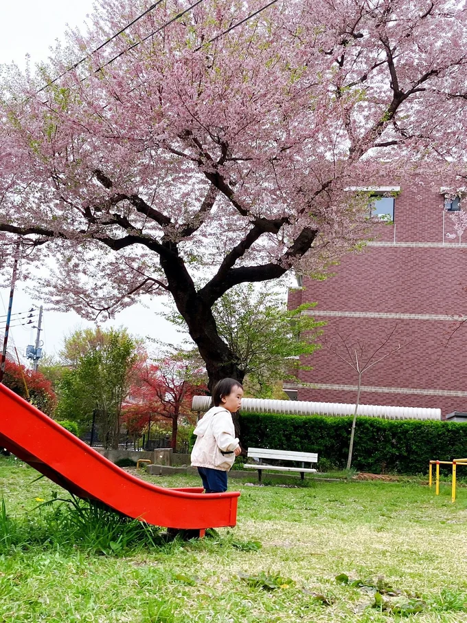  まるで小さな冒険者！満開の桜の下で滑り台を満喫する息子くん▶可愛すぎる！「隠れてるつもりショット」2連発（⇒次へ）