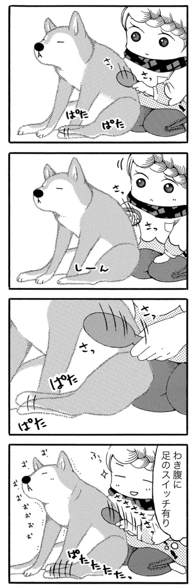 『じじ柴ハチさんは、今日も生きています。』より