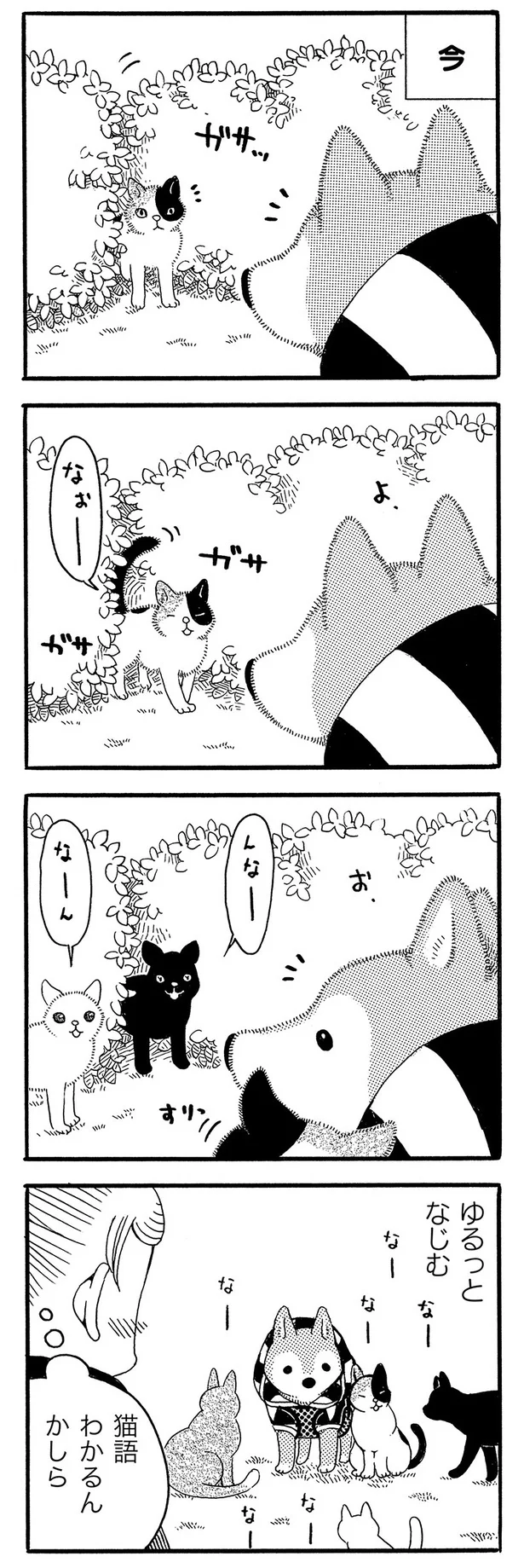 『じじ柴ハチさんは、今日も生きています。』より