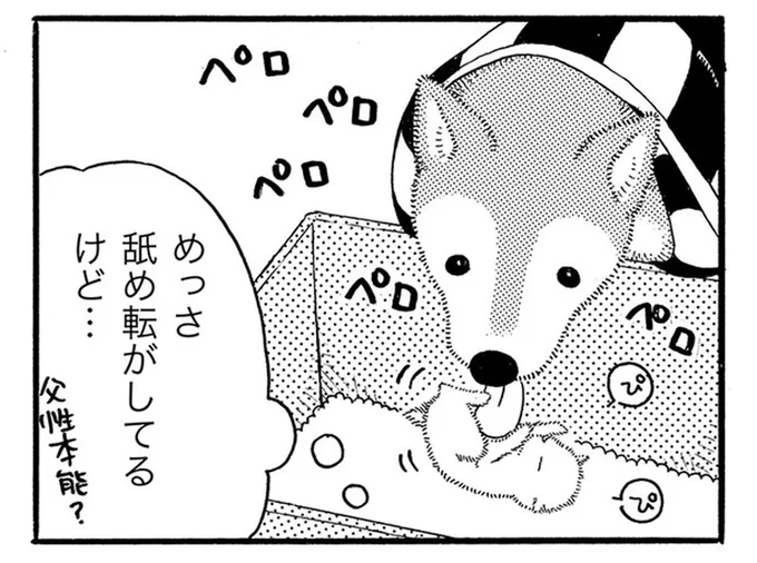 昔は近所の猫とケンカしていたのに。保護した子猫を可愛がりはじめた老犬