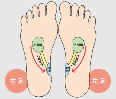 体内の老廃物を尿として排出するルート