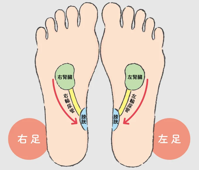 体内の老廃物を尿として排出するルート