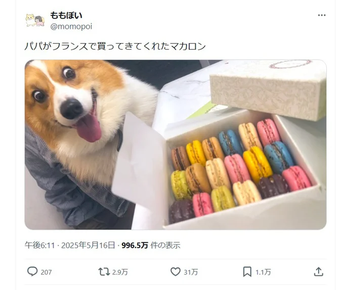 大反響となりました ▶ラッキーちゃんが釘付けになったものはほかにも！（⇒次へ）