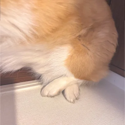 ちゃんと組んでる…かわいすぎる！▶見ているだけで幸せ♪ ラッキーちゃんの表情6連発！（⇒次へ）