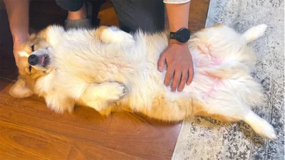 長〜く伸びたラッキーちゃん。もふもふ♪ ▶次は笑顔はじける1枚！（⇒次へ）