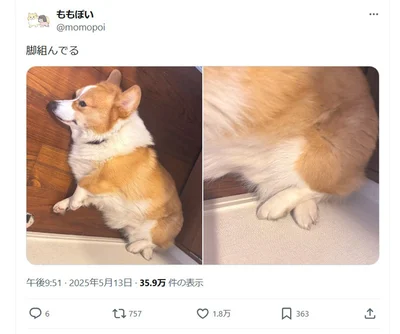 脚を組むラッキーちゃん！▶表情をよーく見てみると…（⇒次へ）