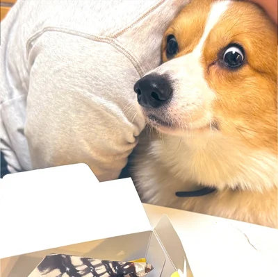 ケーキを見つめるラッキーちゃん！▶フルーツにもニコニコしちゃう♪（⇒次へ）